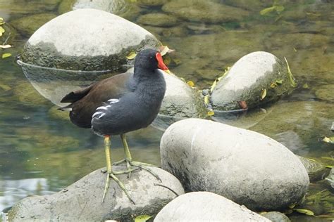 水雞屬|Gallinula chloropus chloropus 